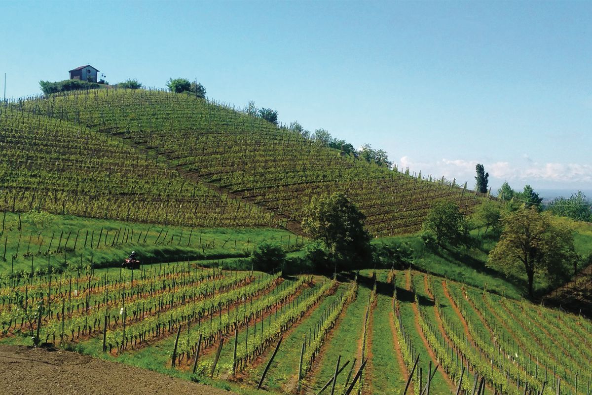 Il Settore vitivinicolo in Piemonte