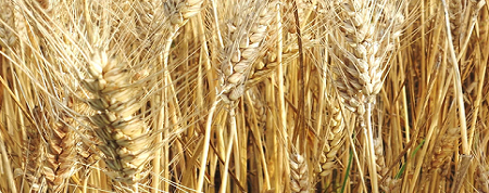 Grano_450x178.png